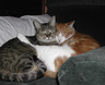 Marty and charlie snooze